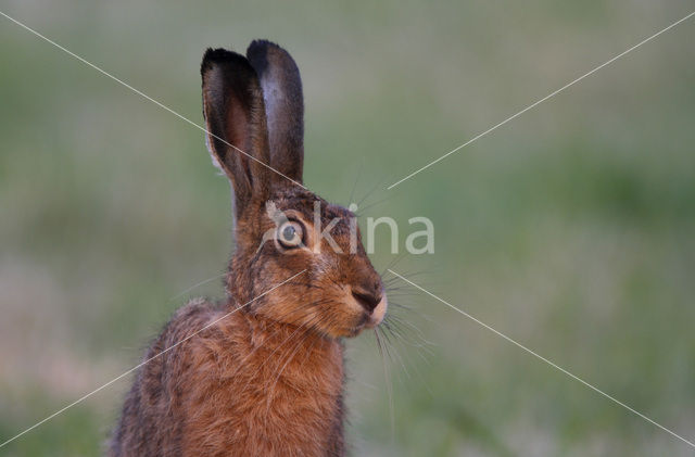 Haas (Lepus europaeus)