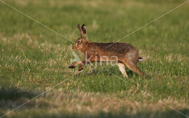 Haas (Lepus europaeus)