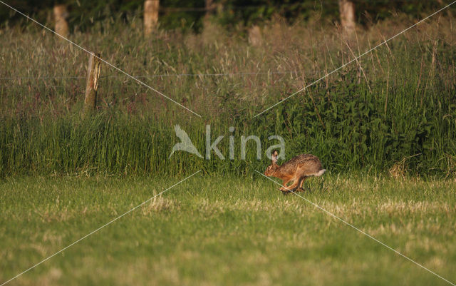 Haas (Lepus europaeus)