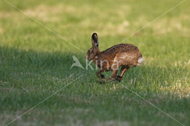 Haas (Lepus europaeus)