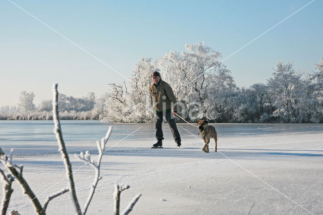 Hond (Canis domesticus)