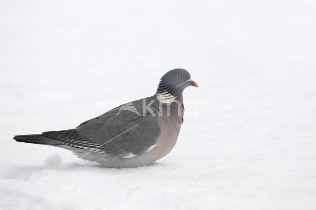 Houtduif (Columba palumbus)