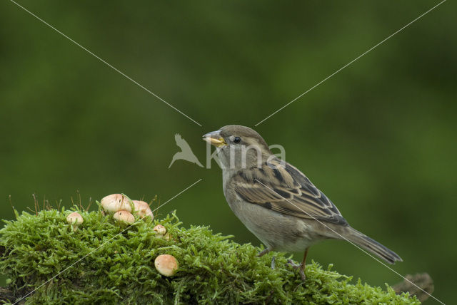 Huismus (Passer domesticus)