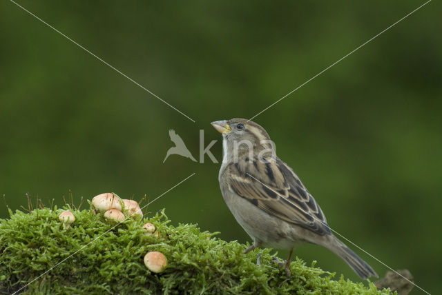 Huismus (Passer domesticus)