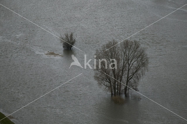 IJssel