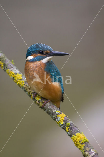 IJsvogel (Alcedo atthis)