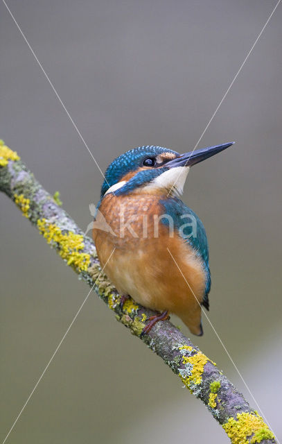 IJsvogel (Alcedo atthis)