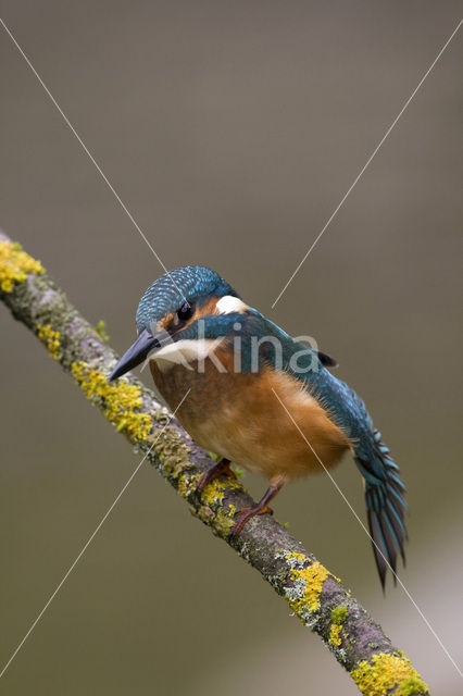 IJsvogel (Alcedo atthis)