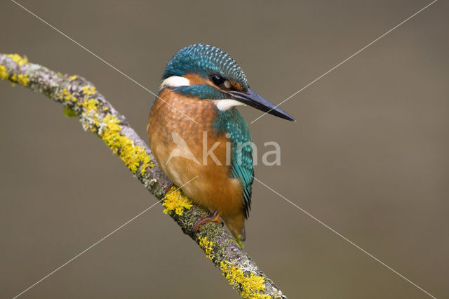 IJsvogel (Alcedo atthis)