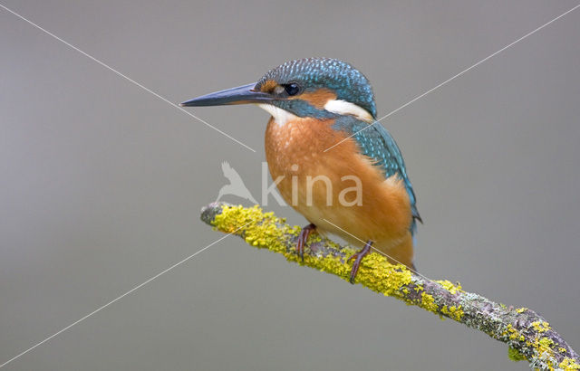 IJsvogel (Alcedo atthis)