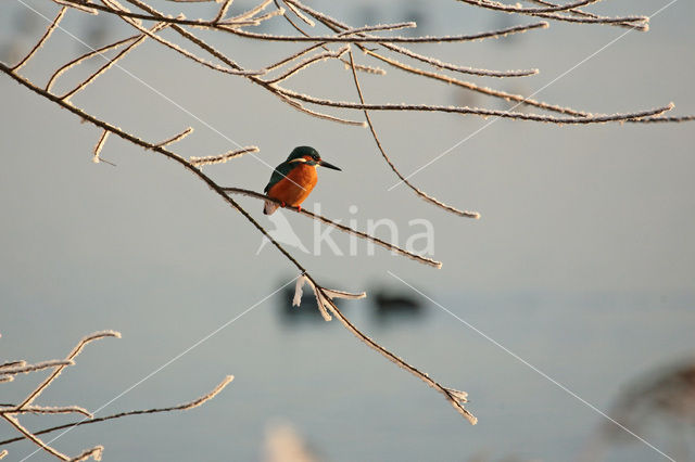 IJsvogel (Alcedo atthis)