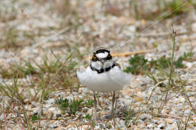 Kleine Plevier (Charadrius dubius)