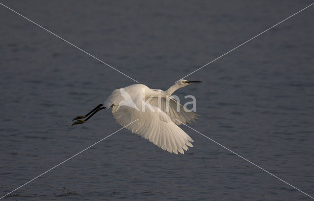 Kleine Zilverreiger (Egretta garzetta)