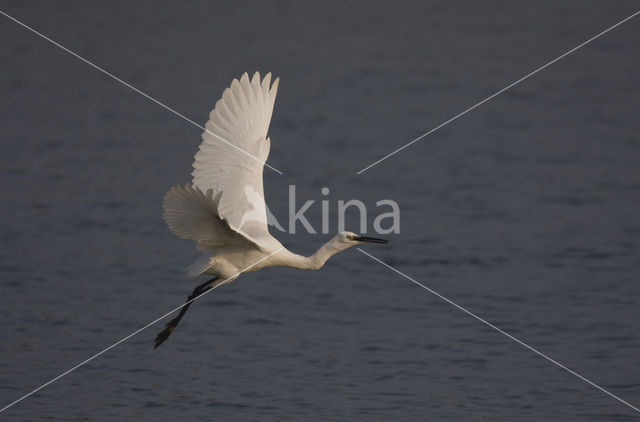 Kleine Zilverreiger (Egretta garzetta)