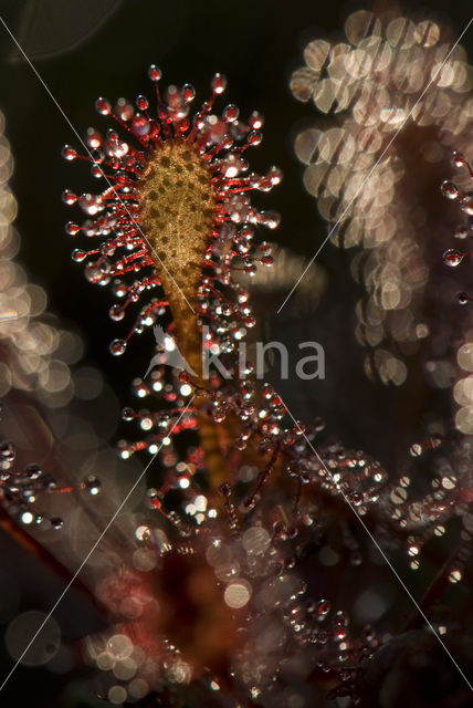 Kleine zonnedauw (Drosera intermedia)