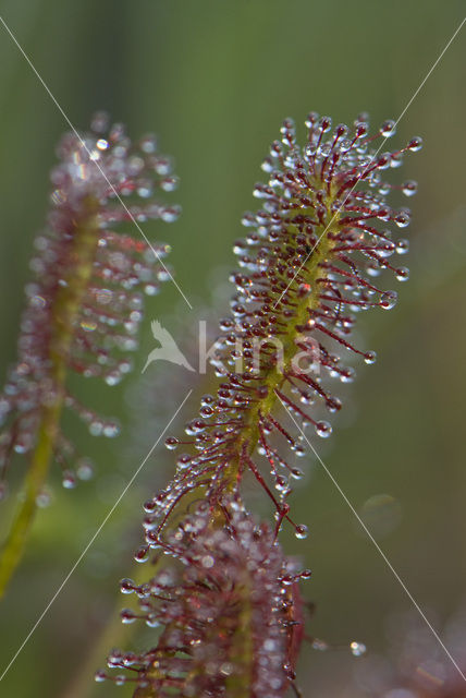 Kleine zonnedauw (Drosera intermedia)