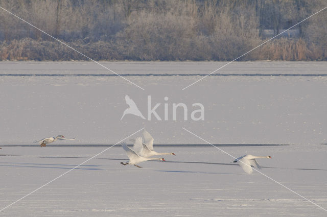 Knobbelzwaan (Cygnus olor)