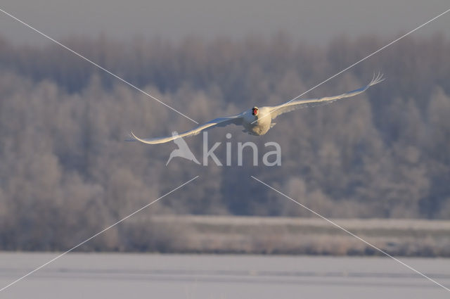 Knobbelzwaan (Cygnus olor)