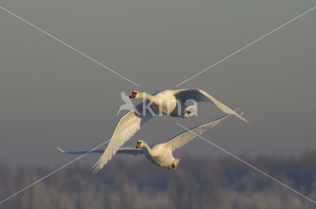 Knobbelzwaan (Cygnus olor)