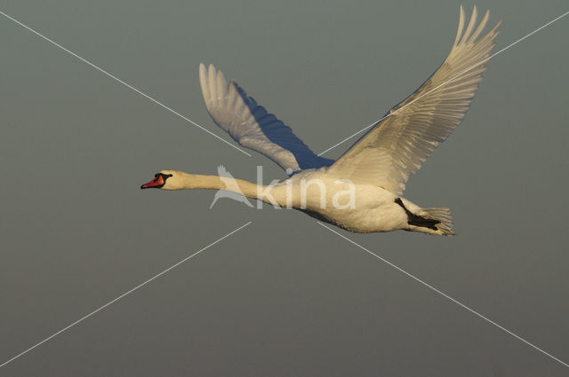 Knobbelzwaan (Cygnus olor)