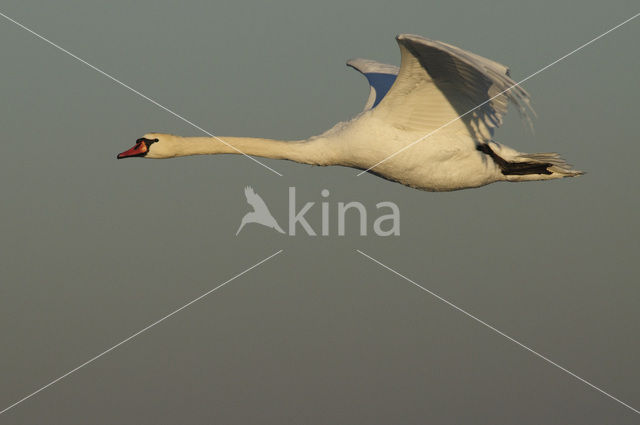 Knobbelzwaan (Cygnus olor)