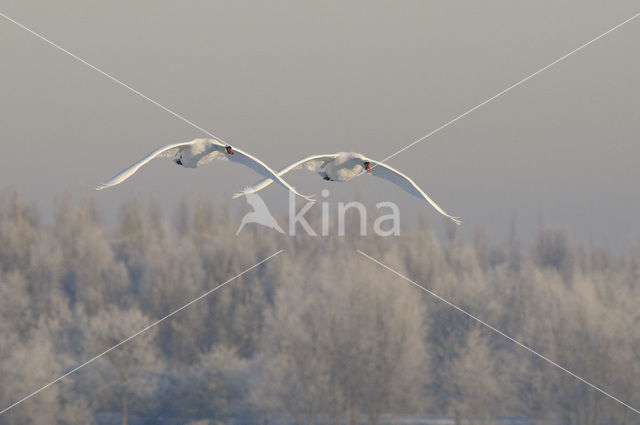 Knobbelzwaan (Cygnus olor)