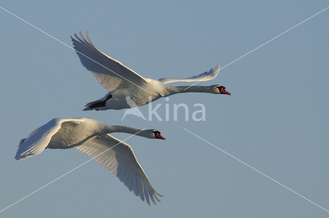 Knobbelzwaan (Cygnus olor)