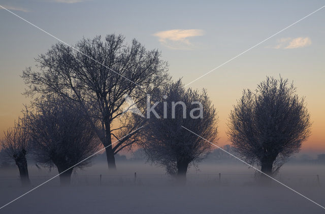 Knotwilg (Salix alba)