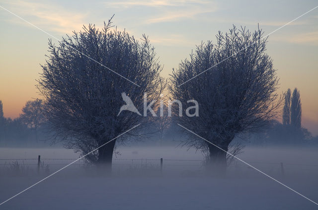 Knotwilg (Salix alba)