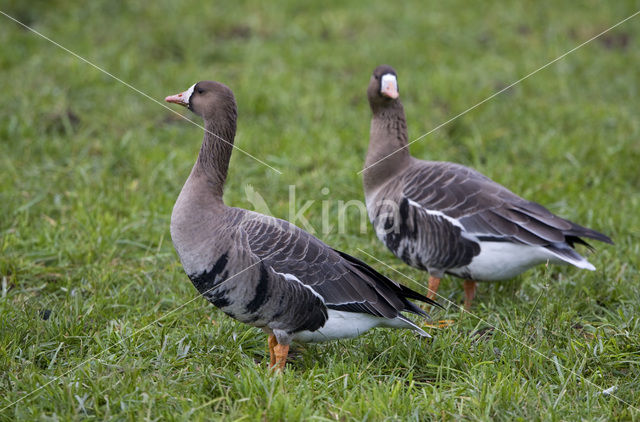 Kolgans (Anser albifrons)