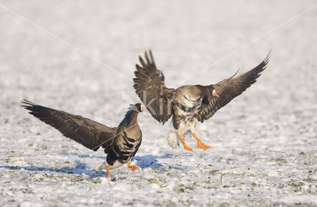 Kolgans (Anser albifrons)