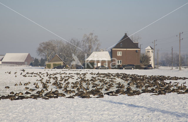 White-fronted goose (Anser albifrons)