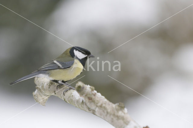 Koolmees (Parus major)