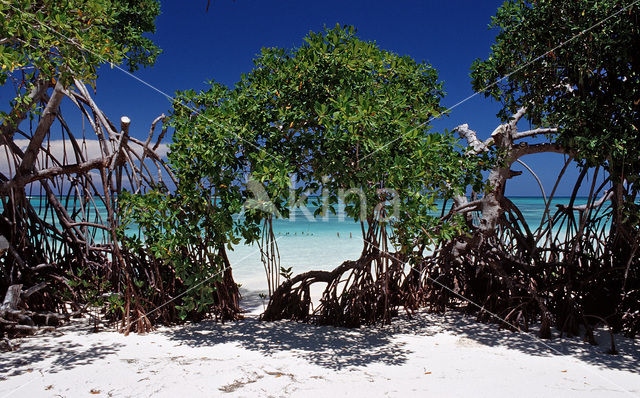 Mangrove