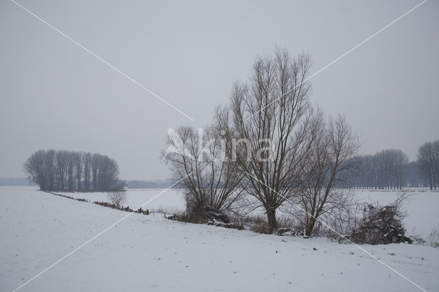 Naturschutzgebiet Bislicher Insel