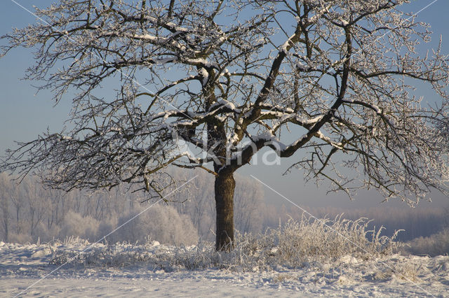 Naturschutzgebiet Bislicher Insel