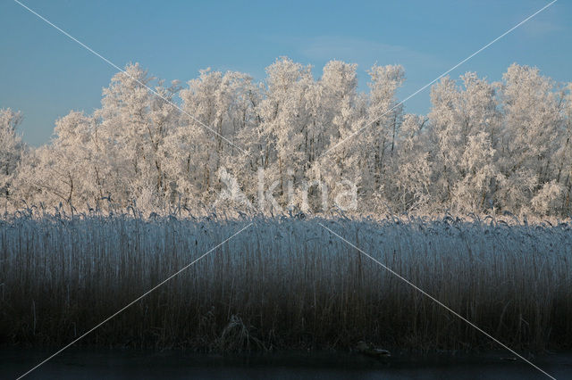 Nieuwkoopse Plassen