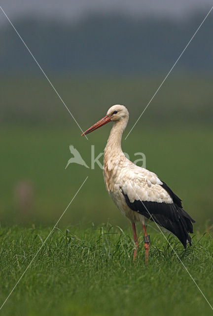 Ooievaar (Ciconia ciconia)