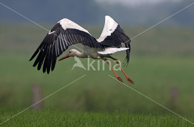 Ooievaar (Ciconia ciconia)