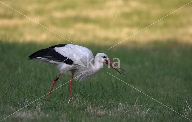 Ooievaar (Ciconia ciconia)