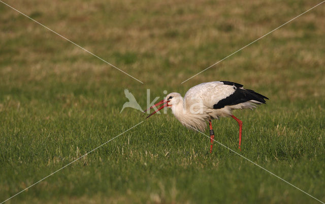 Ooievaar (Ciconia ciconia)