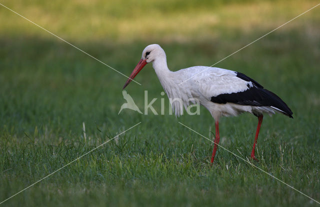 Ooievaar (Ciconia ciconia)