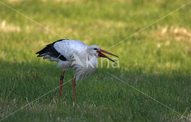 Ooievaar (Ciconia ciconia)