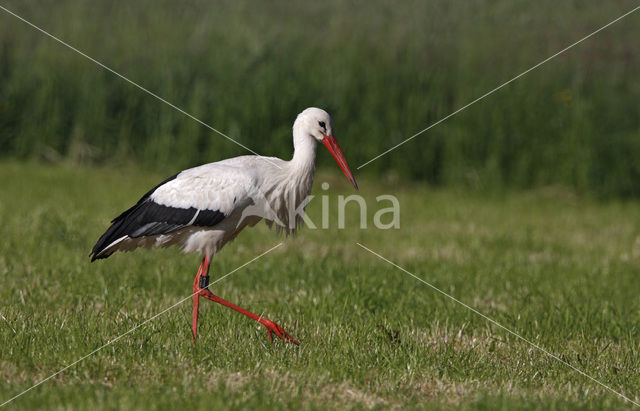 Ooievaar (Ciconia ciconia)