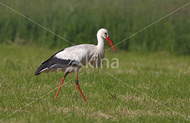 Ooievaar (Ciconia ciconia)