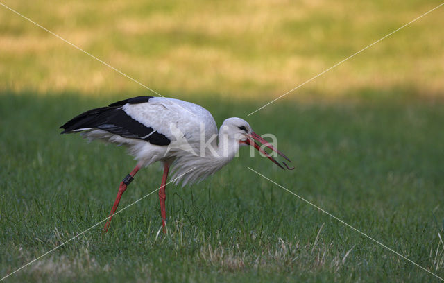 Ooievaar (Ciconia ciconia)