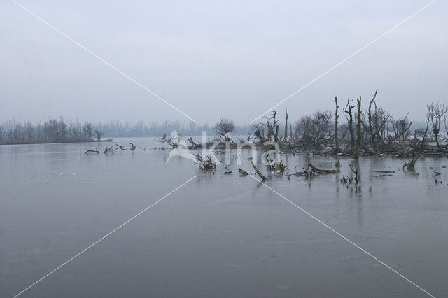 Oostvaardersplassen