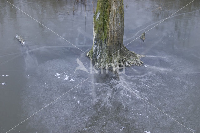 Oostvaardersplassen