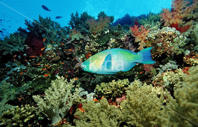 Greentroat parrotfish (Scarus prasiognathos)