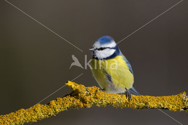 Pimpelmees (Parus caeruleus)